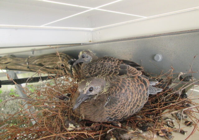 パワコンの上は鳩の子育て場所。